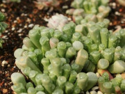 Xem ăn chơi - Đến châu Phi du lịch, không nên chạm tay vào những “viên ngọc” này trên mặt đất