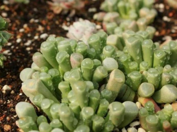 Đến châu Phi du lịch, không nên chạm tay vào những “viên ngọc” này trên mặt đất