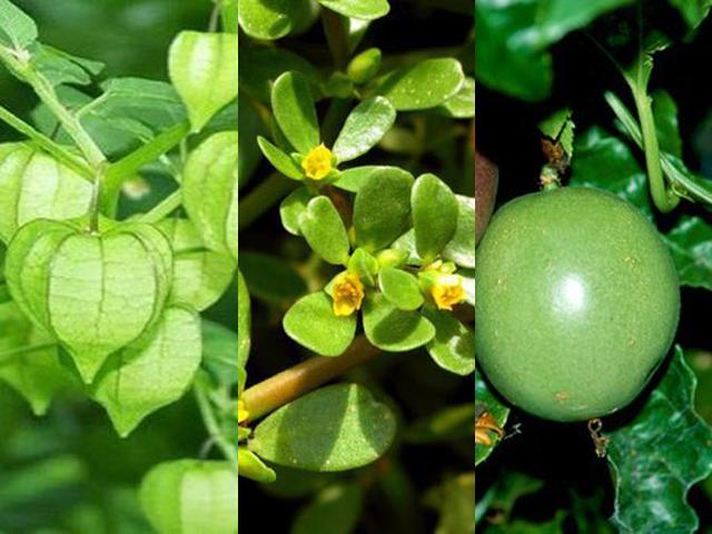 1 loại cây 2 số phận: Mọc hoang dại ở Việt Nam, sang nước ngoài thành thần dược đắt giá