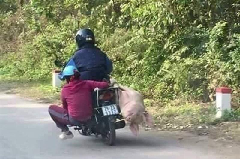 Một bên là lợn, một bên là người - chở sao cho cân cũng là cái tài của người lái xe.
