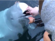 Clip Eva - Cá voi trắng nhặt điện thoại trả lại cho người mất gây bão mạng