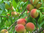 Giải oan cho quả đào đại kỵ với bà bầu