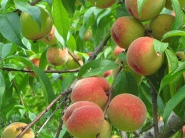 Giải oan cho quả đào đại kỵ với bà bầu