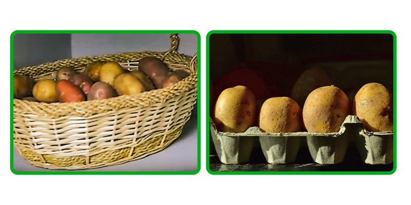 Cất khoai tây trong túi giấy hoặc lưới hoặc để chúng trong một hộp có lưới được phủ bằng giấy báo hoặc giấy thấm ở phía dưới. Nhiệt độ lưu trữ lý tưởng nằm trong khoảng từ 44 FF đến 51 FF giúp khoai tây sống sẽ tồn tại trong 1 đến 2 tuần.
