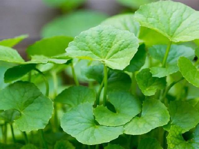 Rau má: Những tác dụng tuyệt vời và một số lưu ý khi dùng