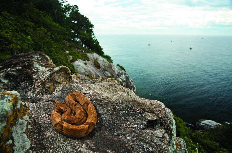 dung toc gay khi ghe tham nhung hon dao ky quai nhat hanh tinh - 14