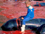 Lifestyle - Cả vùng bờ biển rộng lớn nhuộm đỏ máu trong mùa thảm sát cá voi kinh hoàng