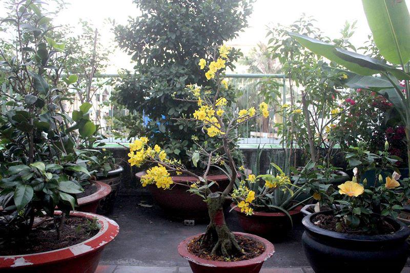 Ở một góc sân thượng, NSND Kim Cương cho đặt những chậu hoa, cảnh và chăm tưới mỗi ngày. 
