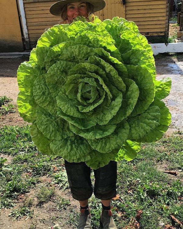Những loại rau củ khổng lồ tưởng như chỉ có trong phim ảnh nhưng có thật ngoài đời - 3