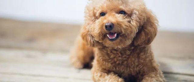 hai dua tre gan nhu bi mu, thu pham la mot loai ky sinh thuong thay o cho meo - 3