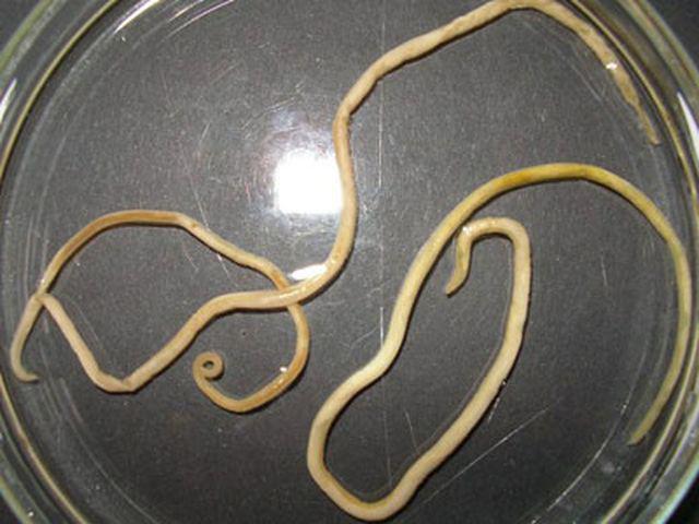 hai dua tre gan nhu bi mu, thu pham la mot loai ky sinh thuong thay o cho meo - 2