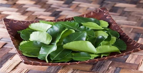 soc: la chanh o viet nam chi de an voi thit ga luoc, sang chau au ban 6,3 trieu dong/kg - 2