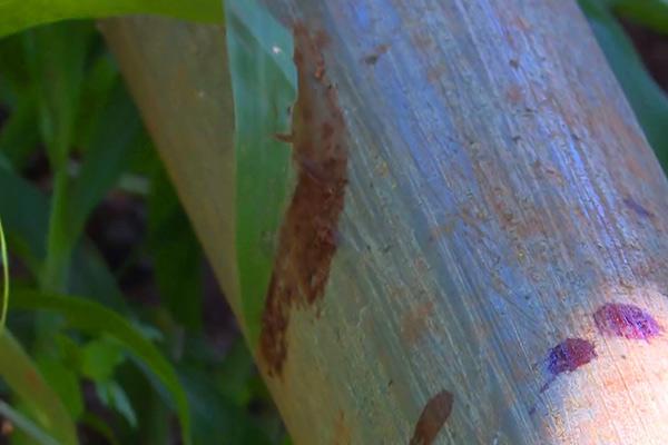 vu tham sat 3 ba chau: am anh vet mau ri tu goc cay, phat hien ho chon thi the - 2