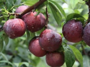 Sức khỏe - 3 loại quả chị em đừng dại mà ăn mỗi khi "đèn đỏ" nếu không sẽ phải nhận hậu quả