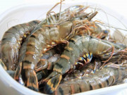 Bếp Eva - Bí quyết chọn tôm tươi ngon “bách phát bách trúng” mùa đi biển