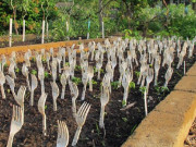 Nhà đẹp - Lấy dĩa nhựa cắm đầy vườn rau, ai cũng nghĩ “hâm”nhưng nghe lý do thì ngã ngửa