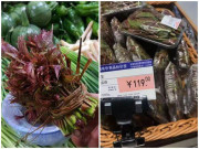 Nhà đẹp - Loại rau đầy rẫy ở nông thôn nhưng vào siêu thị bán với giá hơn 400.000 đồng/nửa kg