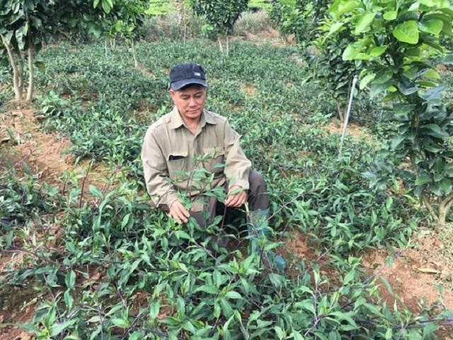 Trồng rau muống Nhật nơi heo hút, hái mớ nào lái khuân đi mớ đó