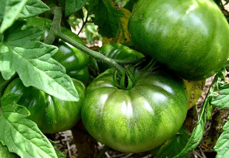 Mặc dù chứa nhiều chất dinh dưỡng như vitamin A, C, K... nhưng trong cà chua xanh có chứa nhiều solanin.
