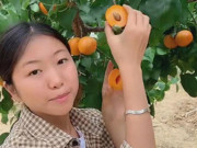 Tiêu dùng - Trồng thứ quả 'lòng vàng, chua loét' mà kiếm gần 700 triệu mỗi năm