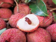 Sức khỏe - 31 trẻ tử vong do viêm não sau khi ăn vải ở Ấn Độ