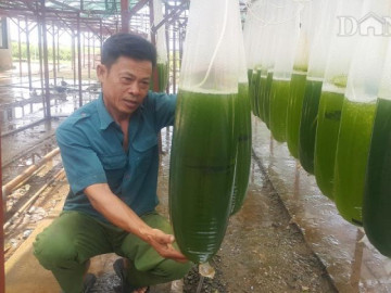 Chuyện lạ Thái Bình: Nuôi thứ nước xanh lè mà rót ra hàng tỷ đồng