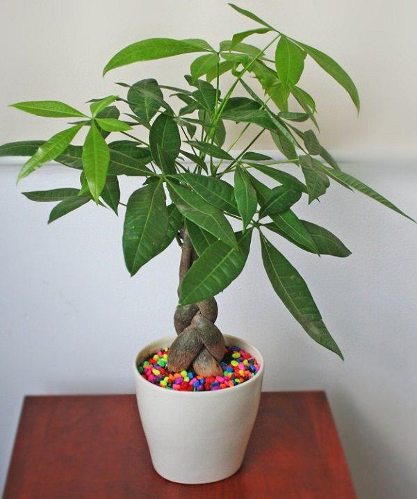 5 loại cây “ngửi” mùi tiền, đặt ở đâu tài lộc ào ào đổ về đấy - 1