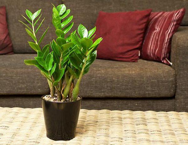 5 loại cây “ngửi” mùi tiền, đặt ở đâu tài lộc ào ào đổ về đấy - 2