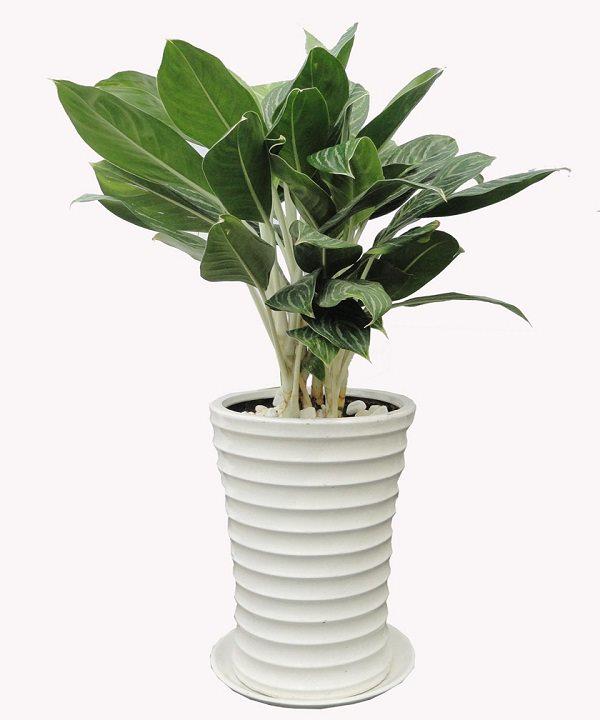 5 loại cây “ngửi” mùi tiền, đặt ở đâu tài lộc ào ào đổ về đấy - 3