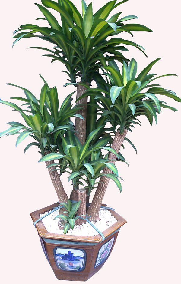 5 loại cây “ngửi” mùi tiền, đặt ở đâu tài lộc ào ào đổ về đấy - 4