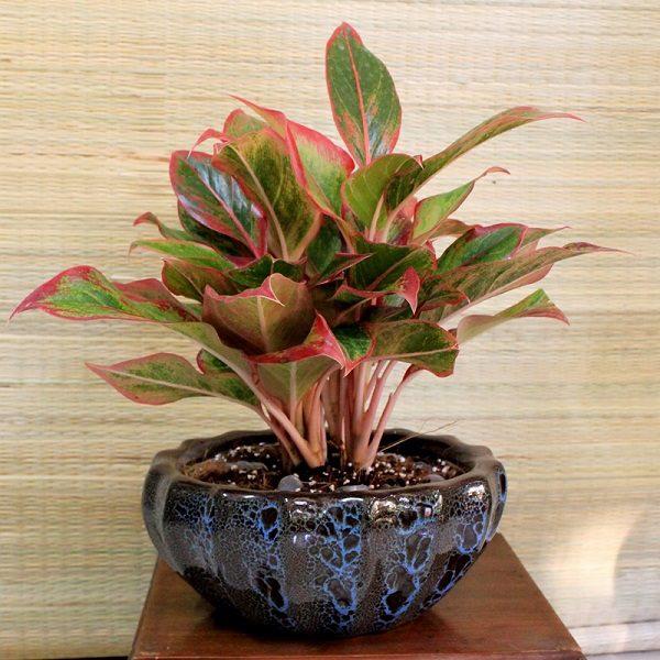 5 loại cây “ngửi” mùi tiền, đặt ở đâu tài lộc ào ào đổ về đấy - 5
