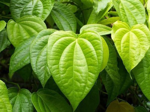 Chỉ bằng mấy cách đơn giản, rẻ tiền này, bao nhiêu “violon” sẽ được dọn sạch ngay tức thì - 5