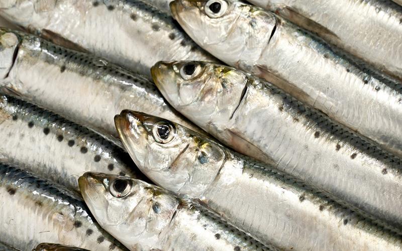 Cá mòi là nguồn thực phẩm giàu axit docosahexaenoic (DHA), rất quan trọng cho sự phát triển não bộ, hệ thần kinh trung ương của thai nhi. Loại cá này cũng giàu vitamin D và ít có khả năng bị nhiễm thủy ngân hơn so với các loại cá khác. 
