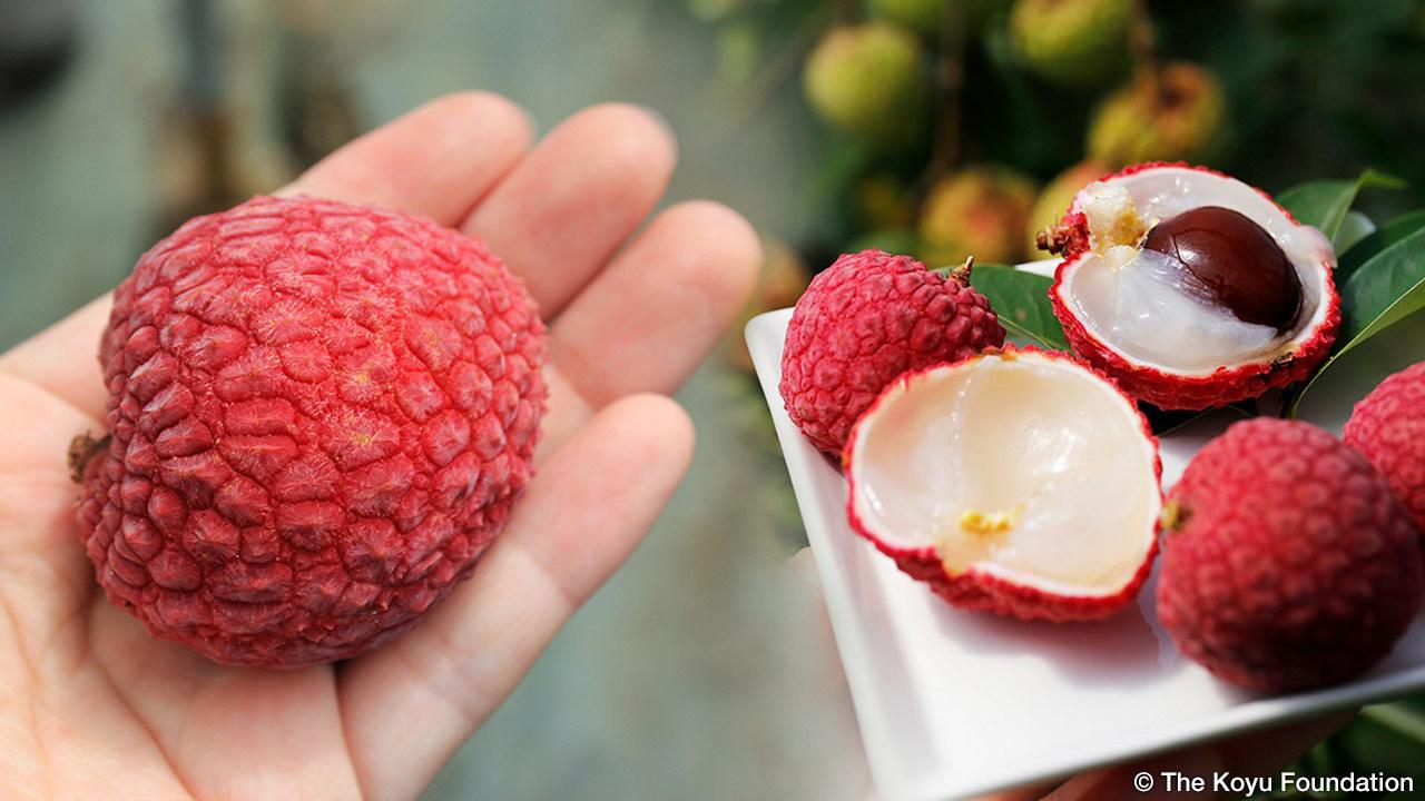 Gần 240 nghìn đồng một quả vải thiều ở Nhật, có gì đặc biệt mà đắt đến thế? - 1