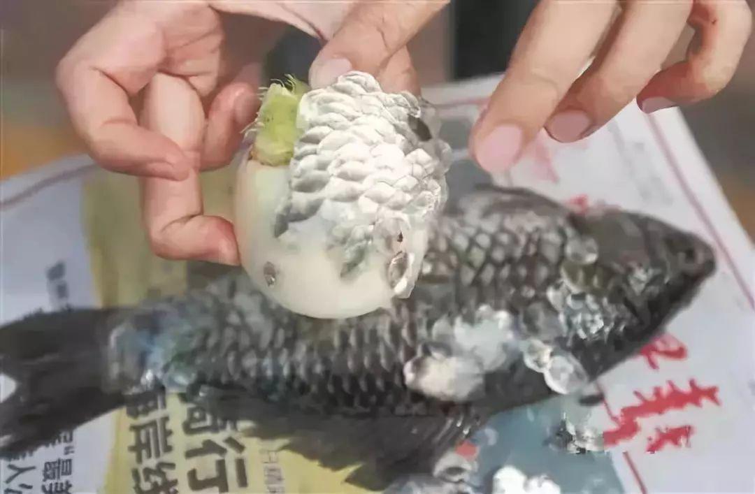 4 mẹo cạo vảy cá nhẹ tênh, không lo bị văng tứ tung - 2