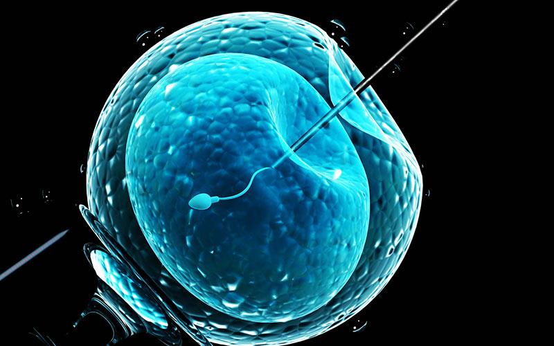 Sau khi được trứng được thụ tinh có thể được coi là hoàn thành bước đầu quan trọng nhất của quá trình mang thai. 
