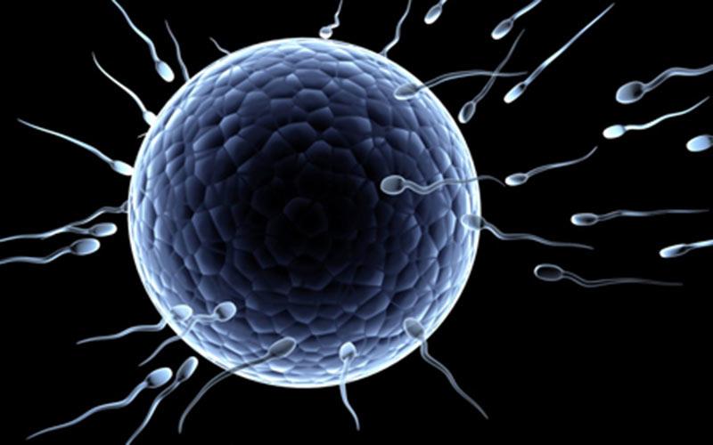 Tinh trùng cũng cần phải chạy đua, chỉ hoạt động, nhanh nhất trong âm đạo nữ, để "sống đến cùng" và trứng kết hợp thành trứng được thụ tinh.
