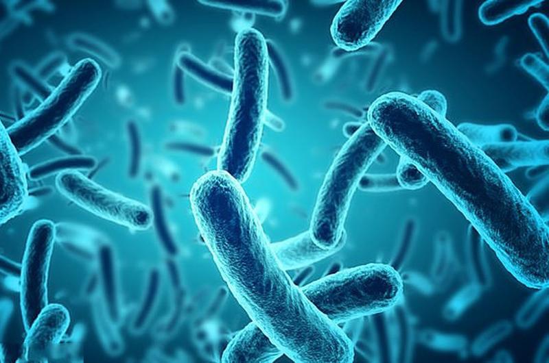 Đặc biệt là ảnh hưởng tới các vi khuẩn như fusobacterium, lactobacilli và bifidobacteria sẽ bị giảm đáng kể, do đó làm tăng tính thấm của ruột và tăng nồng độ độc tố trong máu
