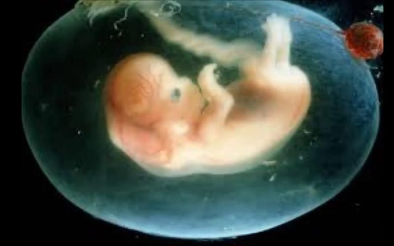 Theo các chuyên gia, phôi thai bắt đầu đi tiểu tiện ngay từ khi được 2 tháng tuổi – là lúc em bé bắt đầu biết nuốt nước ối sau đó lại thải ra chính nguồn nước ối của mình. Theo đó, em bé sẽ uống nước tiểu của mình suốt 7 tháng trong bụng mẹ.
