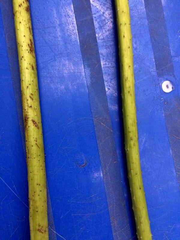 Cách phân biệt quỳ và sen chuẩn “không trượt phát nào”, thách thức dân bán hoa lừa đảo - 4