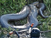 Lifestyle - Ly kỳ đàn rắn hổ mây "cả bầy chục kg" ở hòn đảo lớn nhất Việt Nam