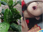 Sức khỏe - Bé gái co giật, chảy nước dãi không ngừng sau khi cắn lá của cây cảnh nhiều nhà cũng có