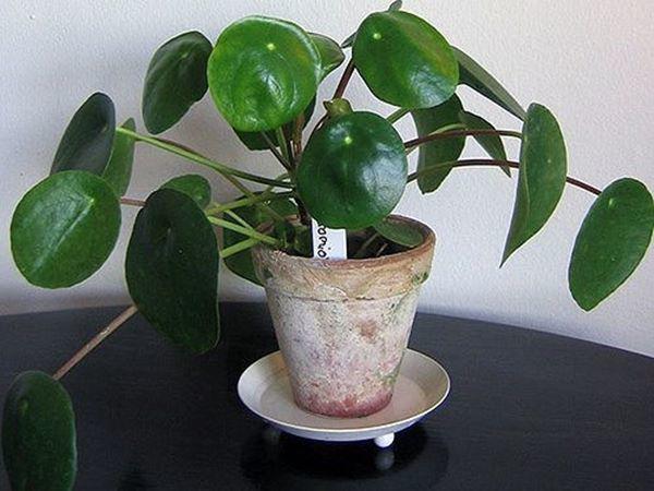7 loại cây cảnh vừa đẹp vừa tốt, giúp nhà mùa hè vẫn mát rượi - 3