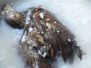 Bếp Eva - Nồi cháo "giữ nguyên mùi gà" nhất MXH khiến dân mạng cười ngất, đòi lấy người nấu làm vợ