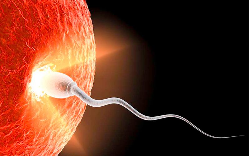 Quá trình thụ thai diễn ra khi tinh trùng thâm nhập vào trứng. Tại thời điểm này, bộ gen của bé đã hoàn chỉnh, bao gồm cả giới tính cũng được xác định luôn
