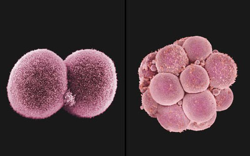 Trong vòng 3 ngày sau khi thụ thai, trứng đã thụ tinh sẽ phân chia rất nhanh tạo thành bào thai. Bào thai đi qua ống dẫn trứng vào tử cung và bám lên thành tử cung để phát triển.
