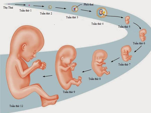 Sự phát triển của thai nhi trong bụng suốt 9 tháng thai kỳ: Nhiều ảnh mẹ bầu cực sốc