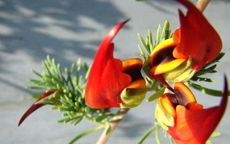 Hoa mỏ vẹt được cho là một trong những loài hoa đẹp nhất trên thế giới. Đây là một loài thực vật đặc hữu của quần đảo Canary. Hoa mỏ vẹt nở đẹp nhất là vào mùa xuân và yêu cầu nhiệt độ mát mẻ.
