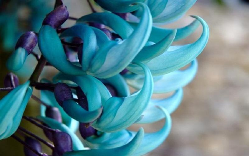 Móng cọp xanh là một loài cây quý hiếm thuộc họ đậu. Màu sắc của loài hoa này có sự biến đổi nhất định trong một ngày. Cụ thể, buổi sáng, hoa có màu xanh da trời, giữa trưa chuyển màu xanh lơ và đến chiều thì chuyển sang màu xanh lục
