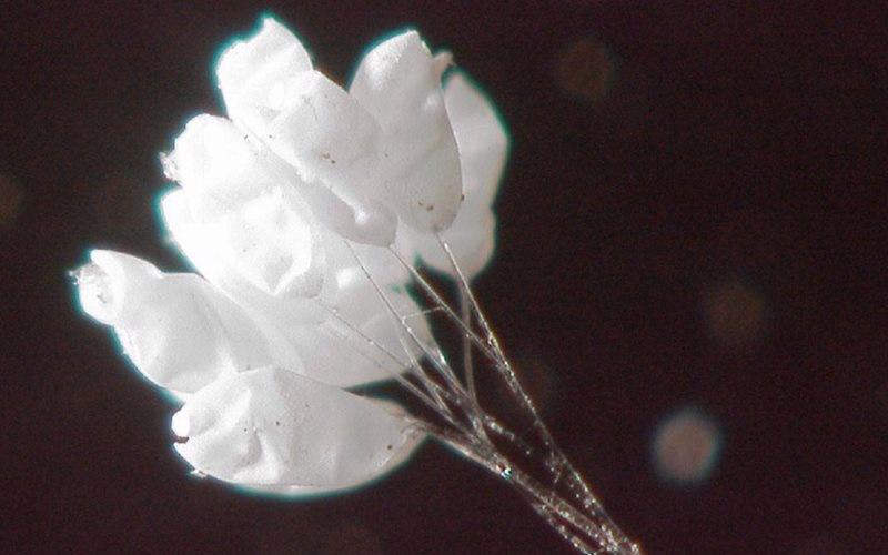 Hoa ưu đàm, loài hoa kỳ diệu này có hình dạng tựa như những chiếc chuông nhỏ, màu trắng tinh khiết, nhỏ li ti, thân mảnh như sợi tơ, trong suốt như pha lê… Đôi khi, mùi hương thơm ngát của chúng có thể ngửi được trong quá trình hoa nở.
